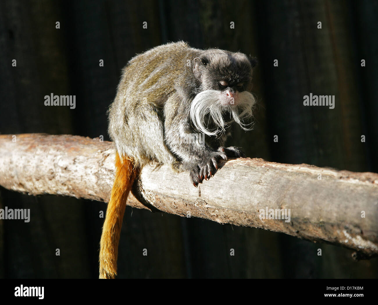 Kaiser Tamarin, Saguinus Imperator, Callitrichidae, Primaten. Eine neue  Welt-Affe. Südwesten-Amazonas-Becken, Südamerika Stockfotografie - Alamy