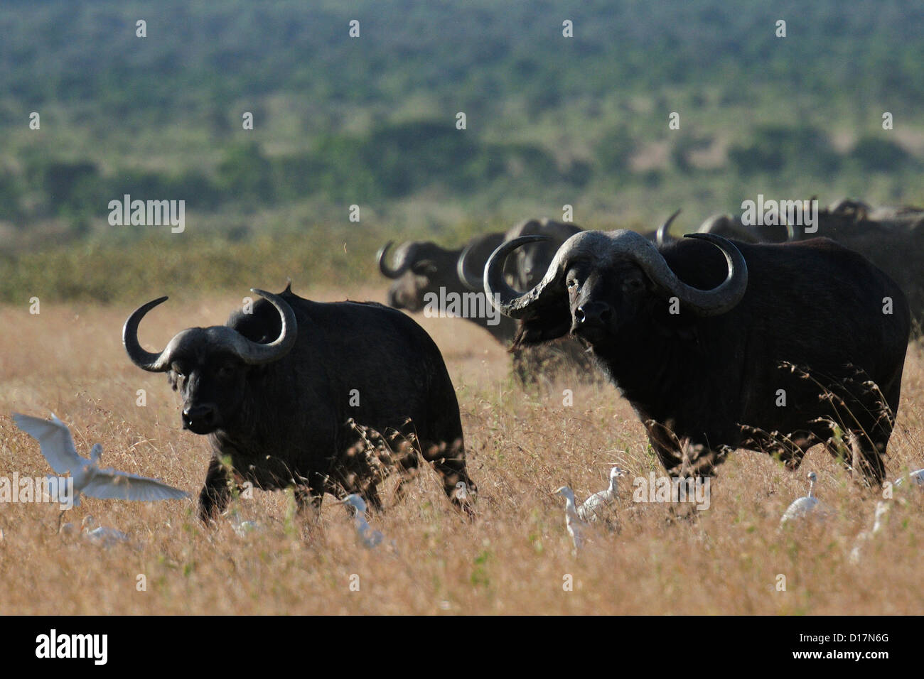Black Buffalo, Syncerus Caffer, Horntiere, Mugie Heiligtum, Kenia, Afrika Stockfoto