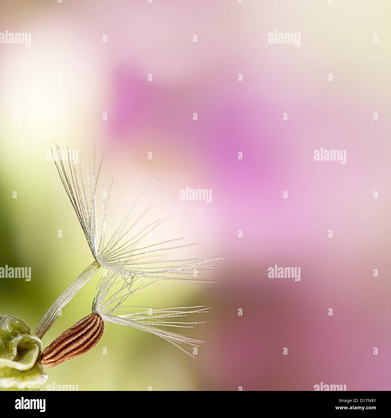 abstrakte Blume Löwenzahn Hintergrund, extreme Nahaufnahme mit schönen Hintergrundfarbe Stockfoto