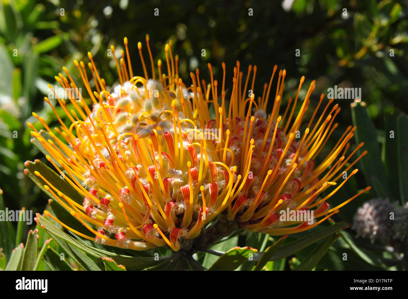 Proteaceae Nadelkissen Stockfoto