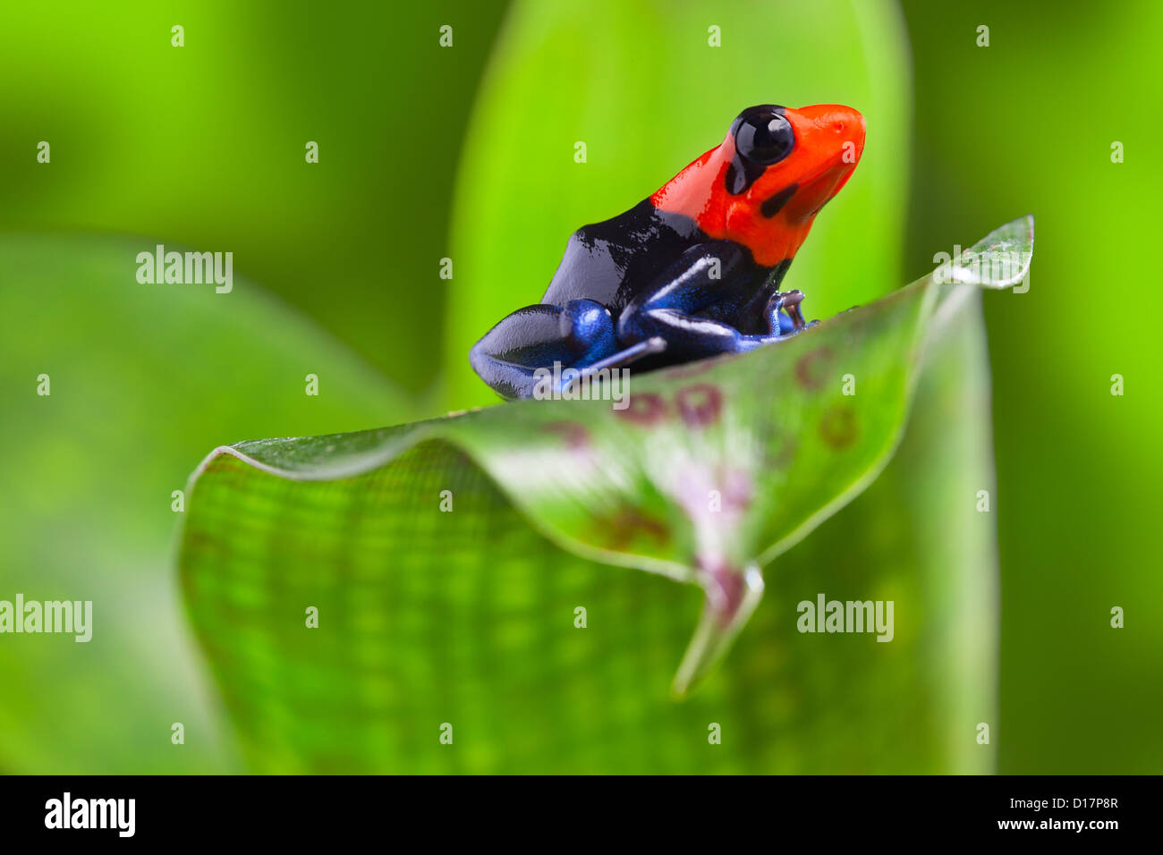 Peru Amazonas-Frosch im tropischen Regenwald kleine Pfeilgiftfrosch mit rotem Kopf Stockfoto