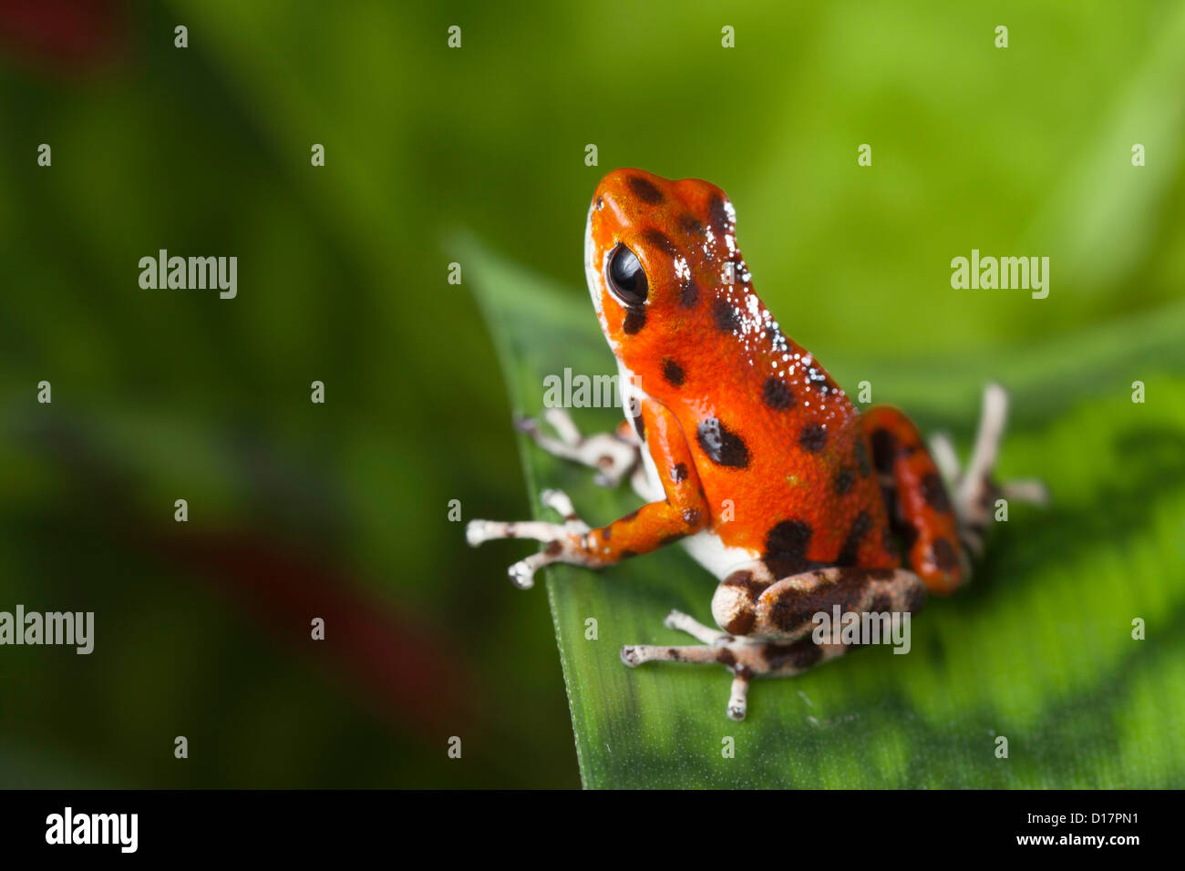 rote Frosch Erdbeere Pfeilgiftfrosch im tropischen Regenwald Bocas del Toro in Panama Stockfoto