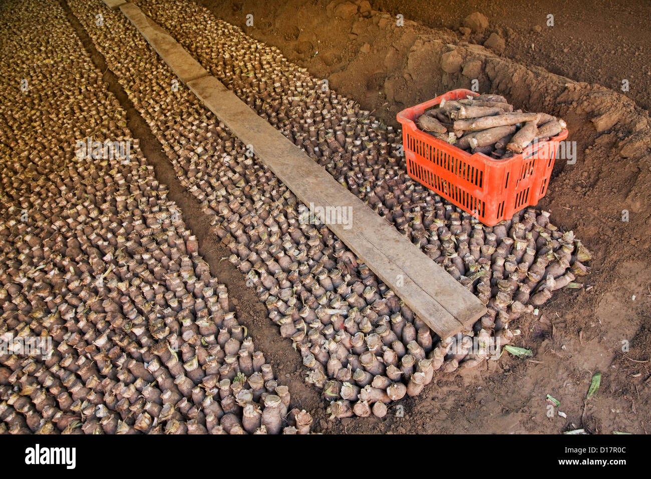 Chicorees / französische Endivien / Witloof (Cichorium Intybus var. Foliosum) im Market Garden in Belgien Stockfoto