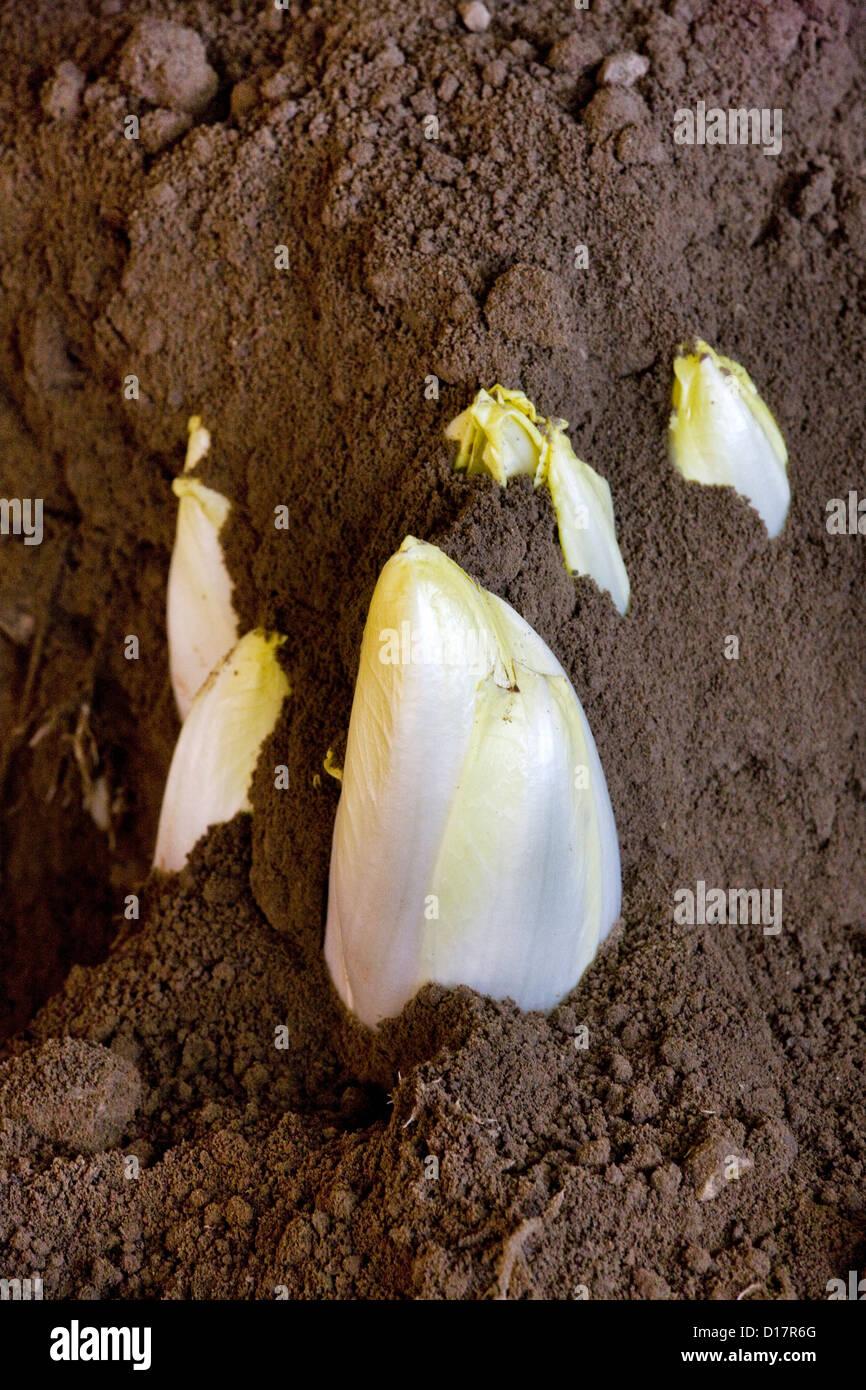 Chicorees / französische Endivien / Witloof (Cichorium Intybus var. Foliosum) im Market Garden in Belgien Stockfoto