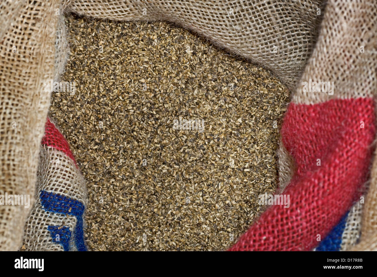 Beutel mit Samen des Chicorees / französische Endivien / Witloof (Cichorium Intybus var. Foliosum) im Market Garden in Belgien Stockfoto