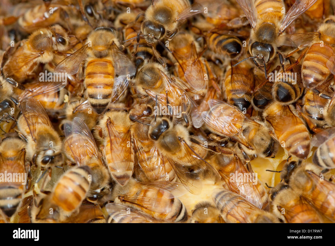 Ein Bienenvolk in einem Bienenstock. Stockfoto