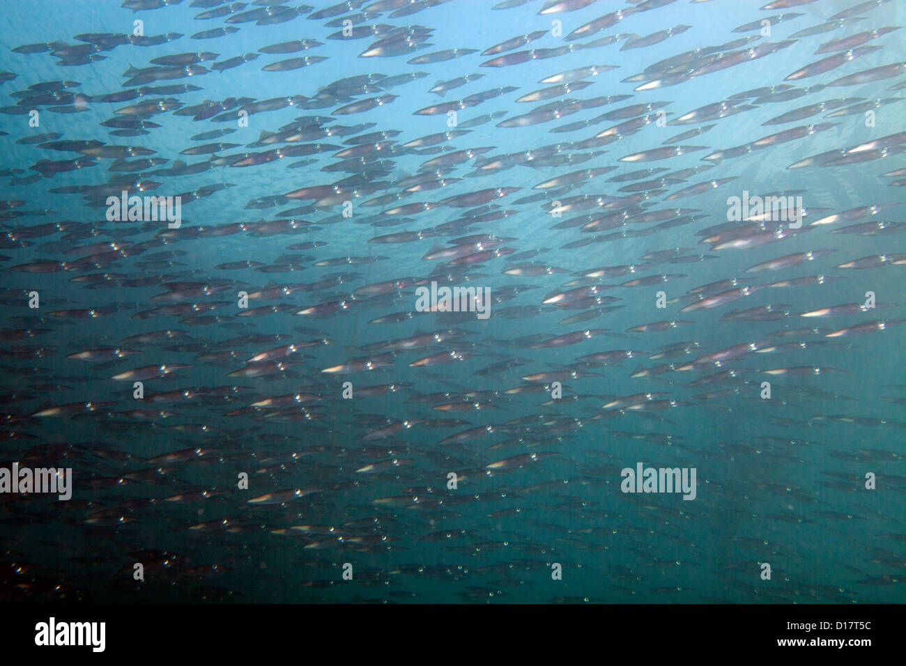 Tintenfisch-Schule vor der Küste von Monterey Bay, Kalifornien. Stockfoto