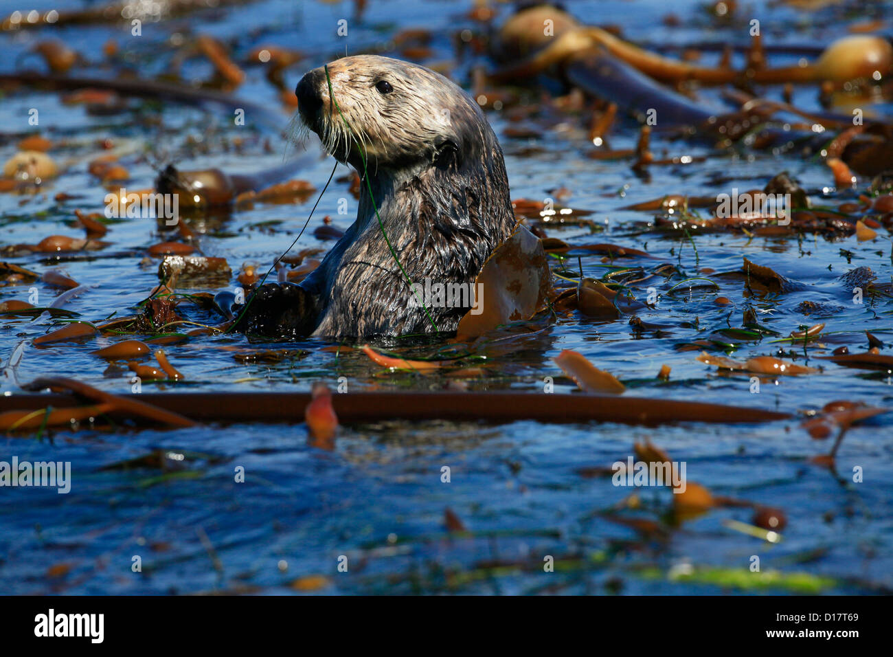 Eine südliche Seeotter (Enhydra Lutris Nereis) in Elkhorn Slough, Kalifornien. Stockfoto