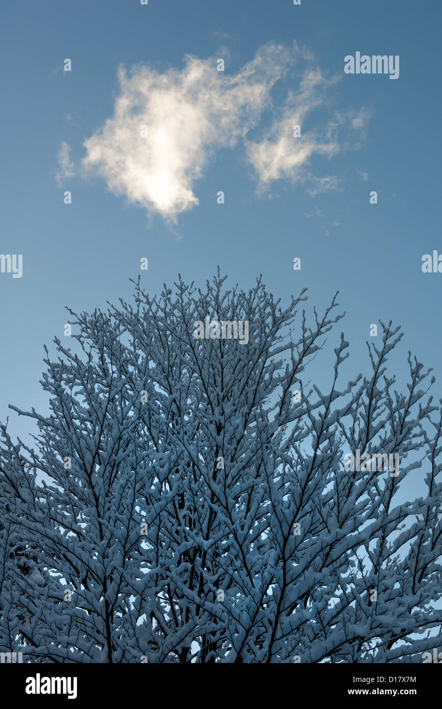 der Schnee auf den Baum mit einem Coud am Himmel Stockfoto