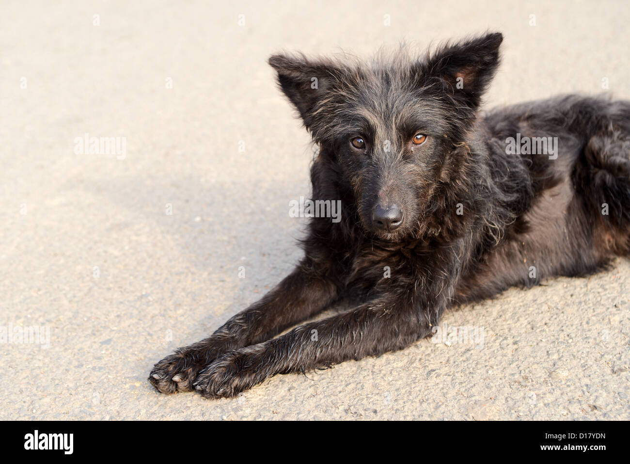 Hässliche schwarze Hund liegend auf der Asphaltstraße Stockfoto