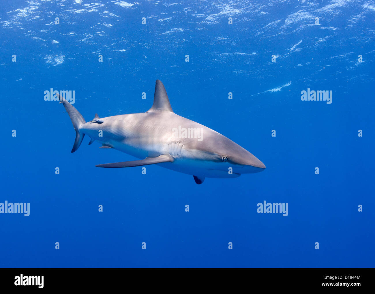 Karibische Riffhaie Stockfoto