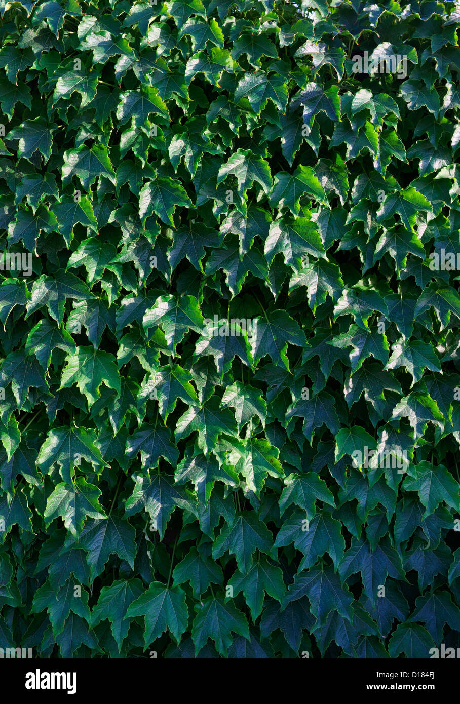 elefantenohr polly Elefantenohr (Alocasia portodora) kaufen