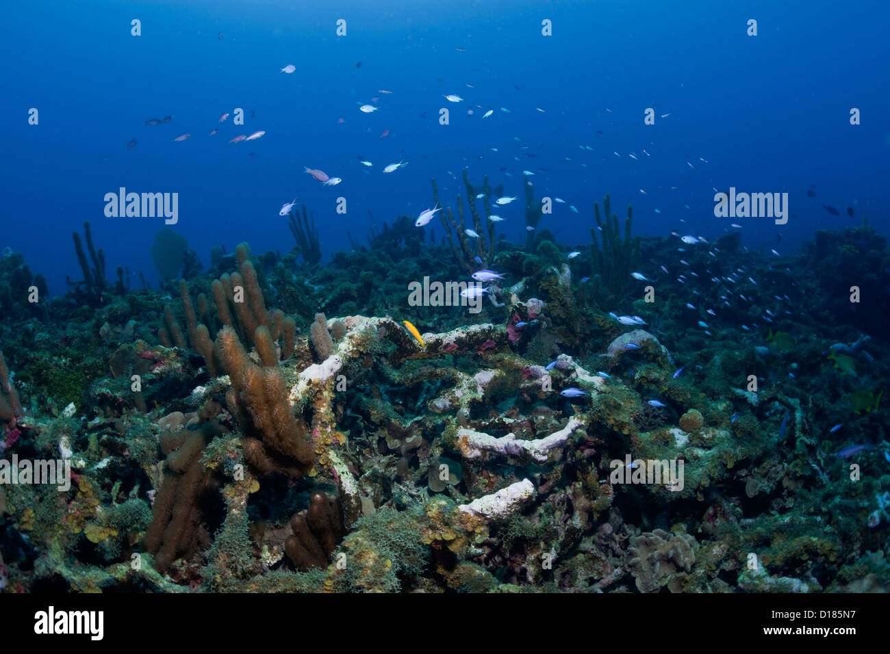 Coral Reef Schutt vor der Küste von der Schwaneninseln, Honduras. Stockfoto