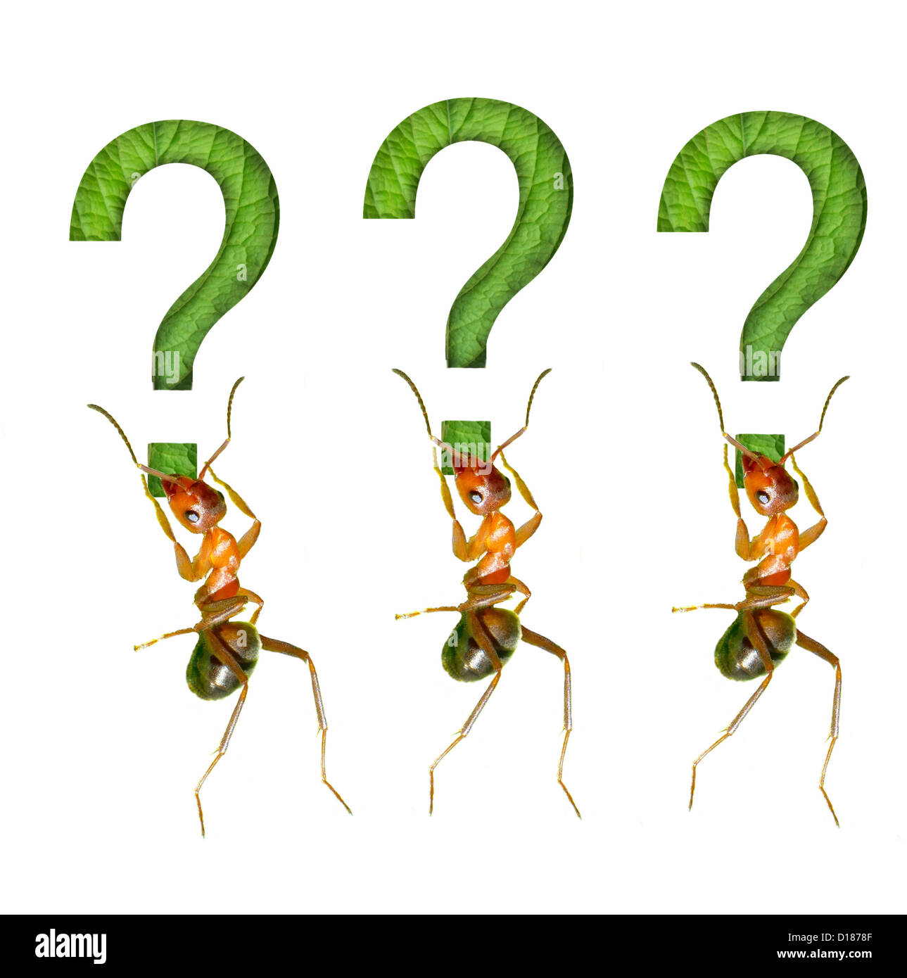 Die Ameise und das Fragezeichen Stockfoto