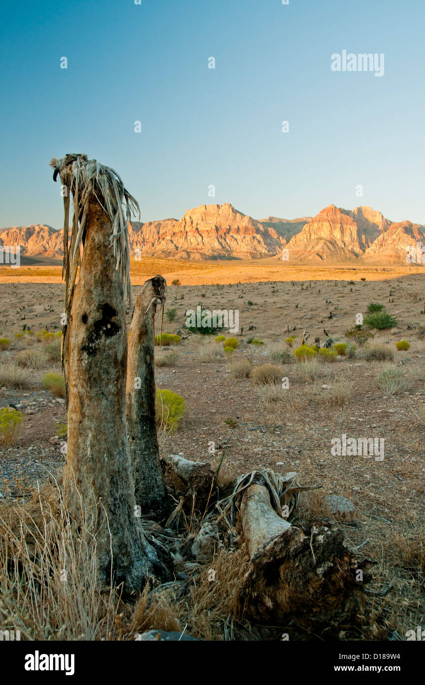 Die Mojave-Wüste ist eine raue Umgebung für selbst die kühnsten der Pflanzen Stockfoto