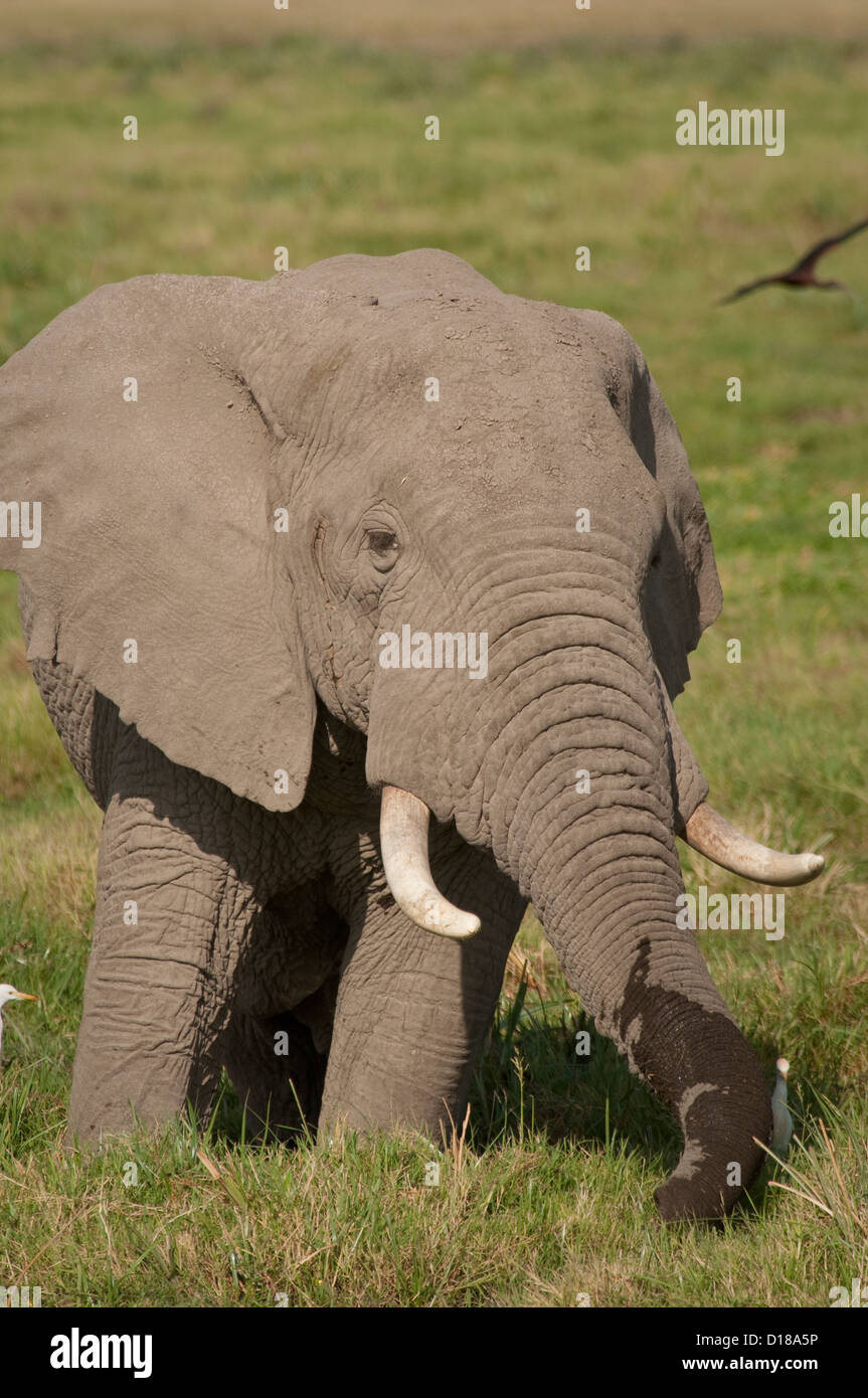 Afrikanische Elefanten im Sumpf, Fütterung-Nahaufnahme Stockfoto