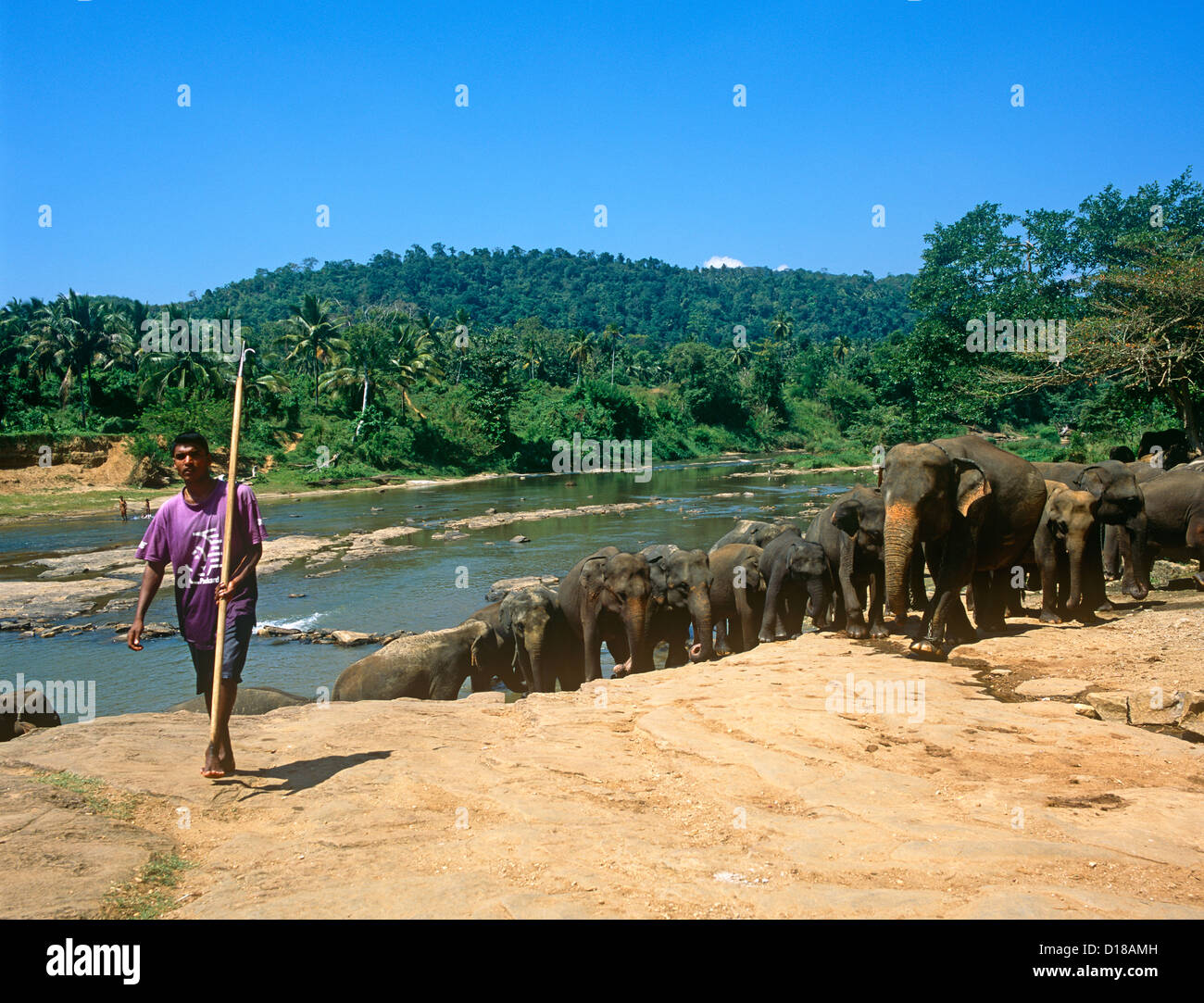 Der Elephant Sanctuary Sri Lanka Stockfoto