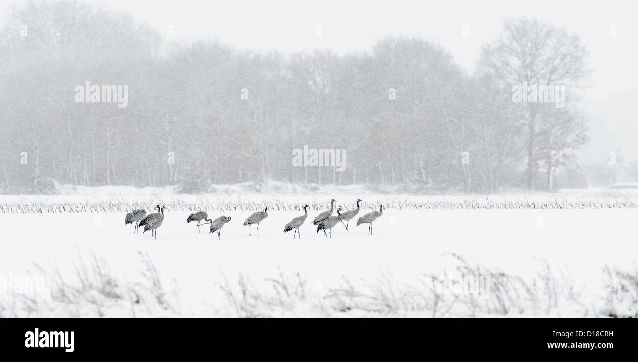 Kraniche (Grus Grus) auf Schnee bedeckt, Feld, Niedersachsen, Deutschland Stockfoto