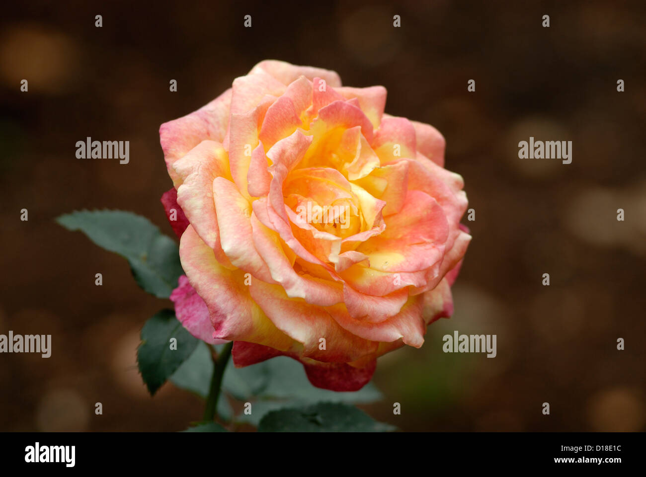 Elegante Schönheit - Rose Blume in Ooty Garten, Tamil Nadu, Indien Stockfoto