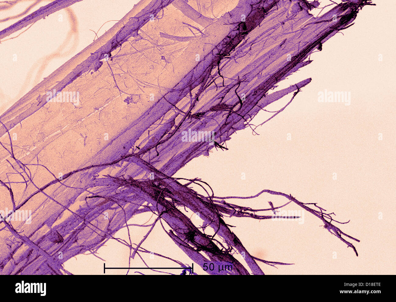 Scanning Electron Schliffbild von Asbest Stockfoto