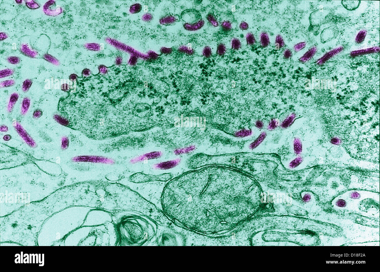 Transmission Electron Schliffbild des Ebola-virus Stockfoto