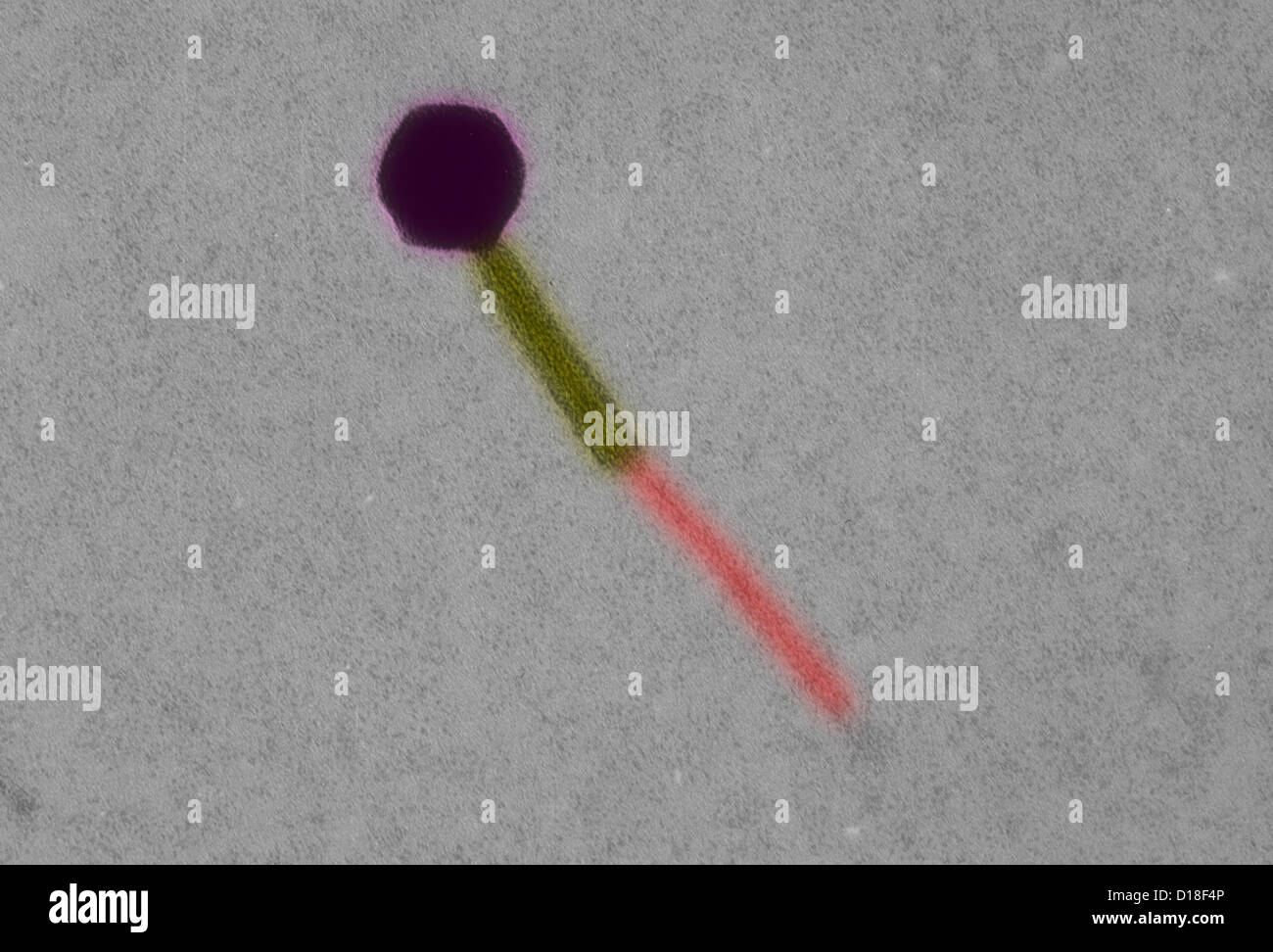 Elektron Schliffbild Escherichia coli Bakteriophagen Stockfoto