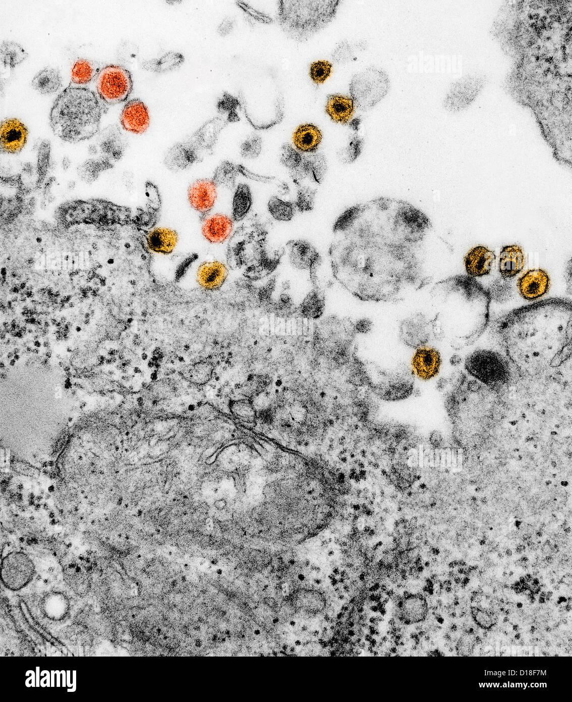 Transmission Electron Schliffbild HTLV und HIV Stockfoto