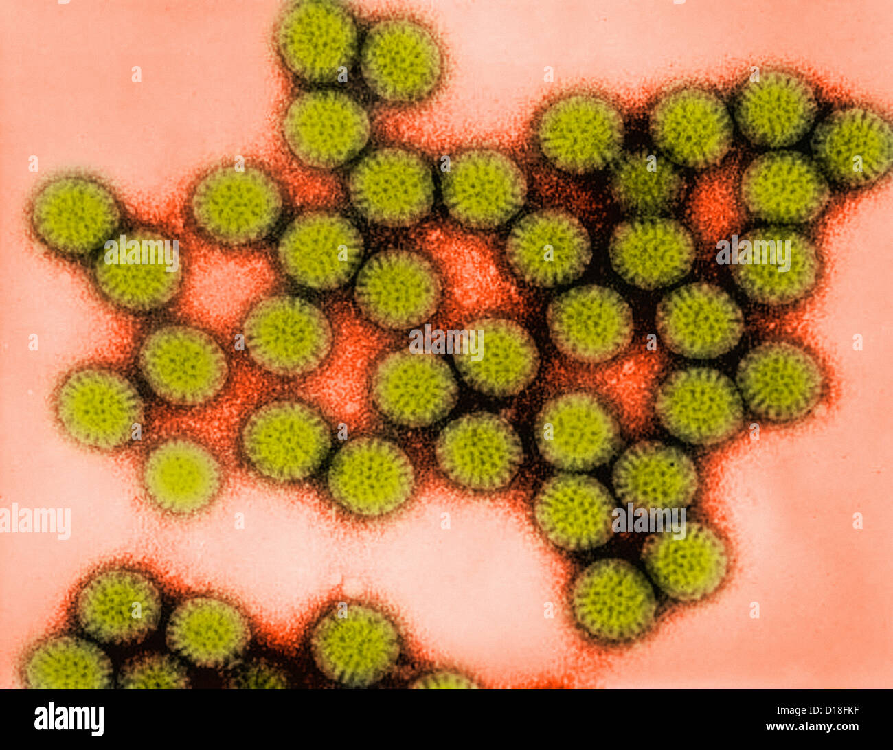 Transmission Electron Schliffbild Rotavirus Stockfoto