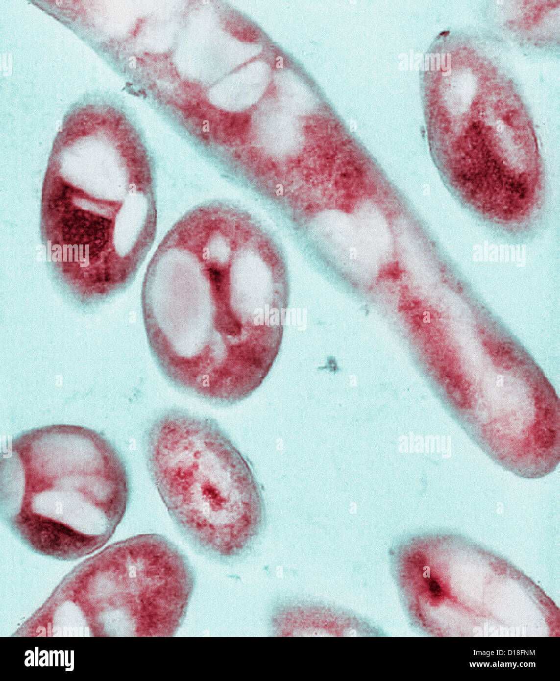Elektron Schliffbild von Bacillus Anthracis Bakterien Stockfoto