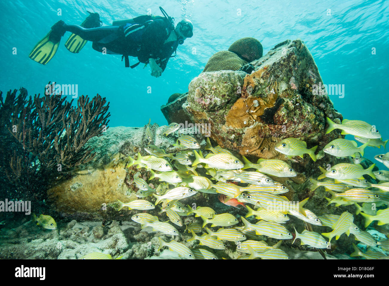 Taucher untersuchen Unterwasser Riff Stockfoto