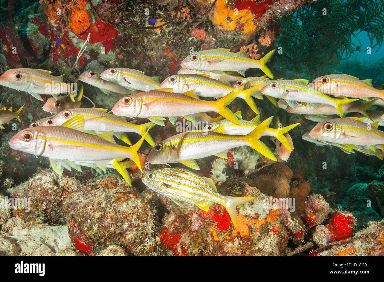 Fischschwarm im Unterwasser Riff Stockfoto