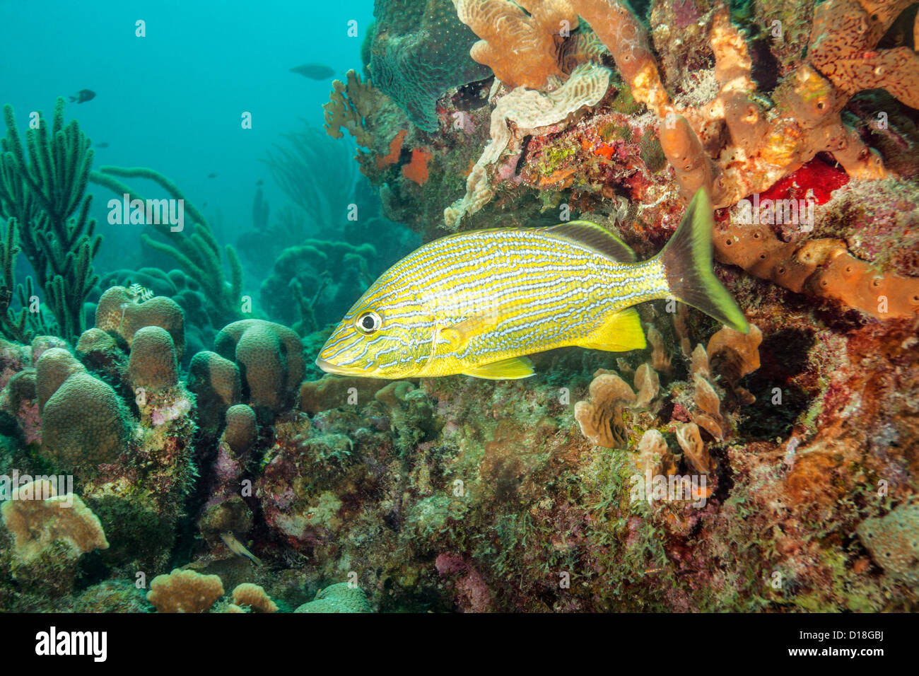Gestreifte Fische schwimmen im Unterwasser Riff Stockfoto