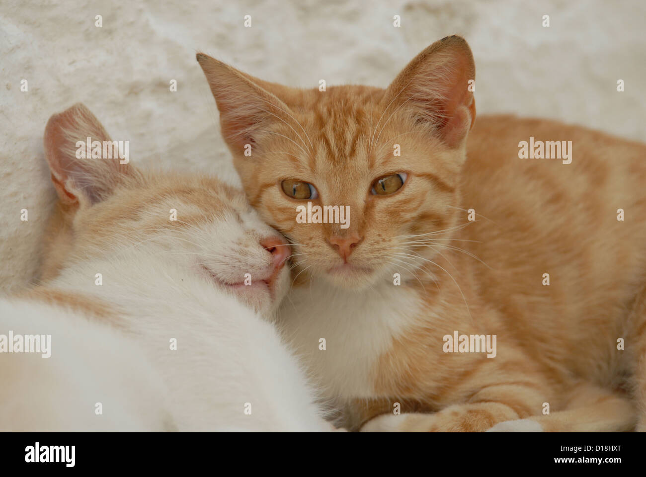 zwei Kätzchen, Red-Tabby-White, ruhen nebeneinander kuscheln oben zusammen, Griechenland, Dodekanes Insel, Non-Stammbaum Kurzhaar, Felis Stockfoto