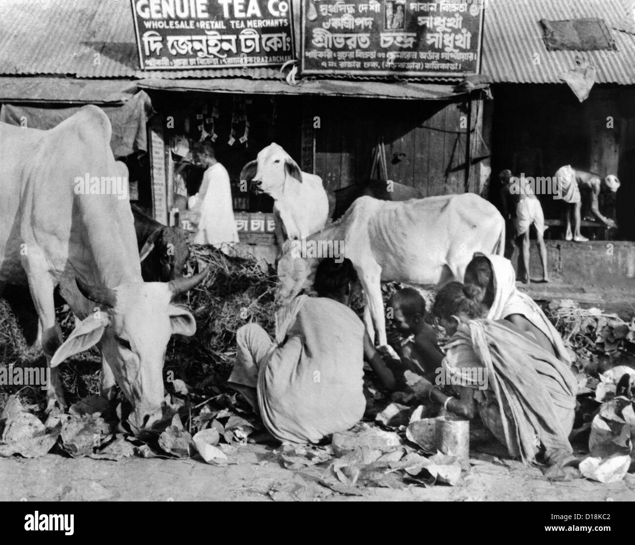 Calcutta-Szene an der Spitze von Indien Hungersnot im späten Oktober 1943. Heilige Kühe und hungrigen Menschen stöbern in der gleichen Stockfoto