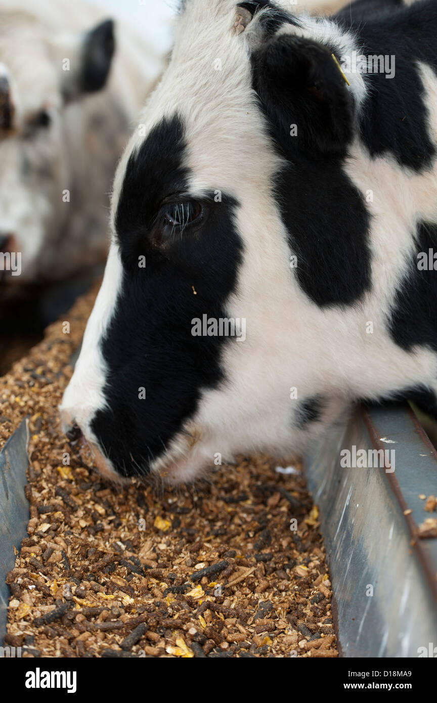 Vieh Essen Konzentrat mix aus einem Metall-Trog. Stockfoto