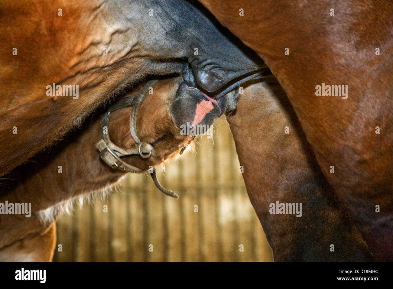 Belgische Entwurf Pferd / belgischen Heavy Horse / Brabançon / Brabant, Stute säugende Fohlen, Belgien Stockfoto