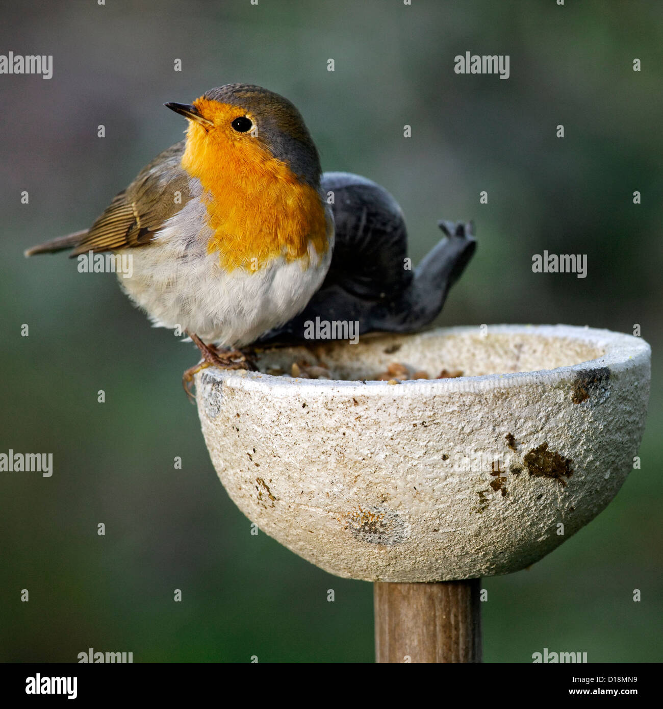 Rotkehlchen (Erithacus Rubecula) am Futterhaus im Garten im winter Stockfoto