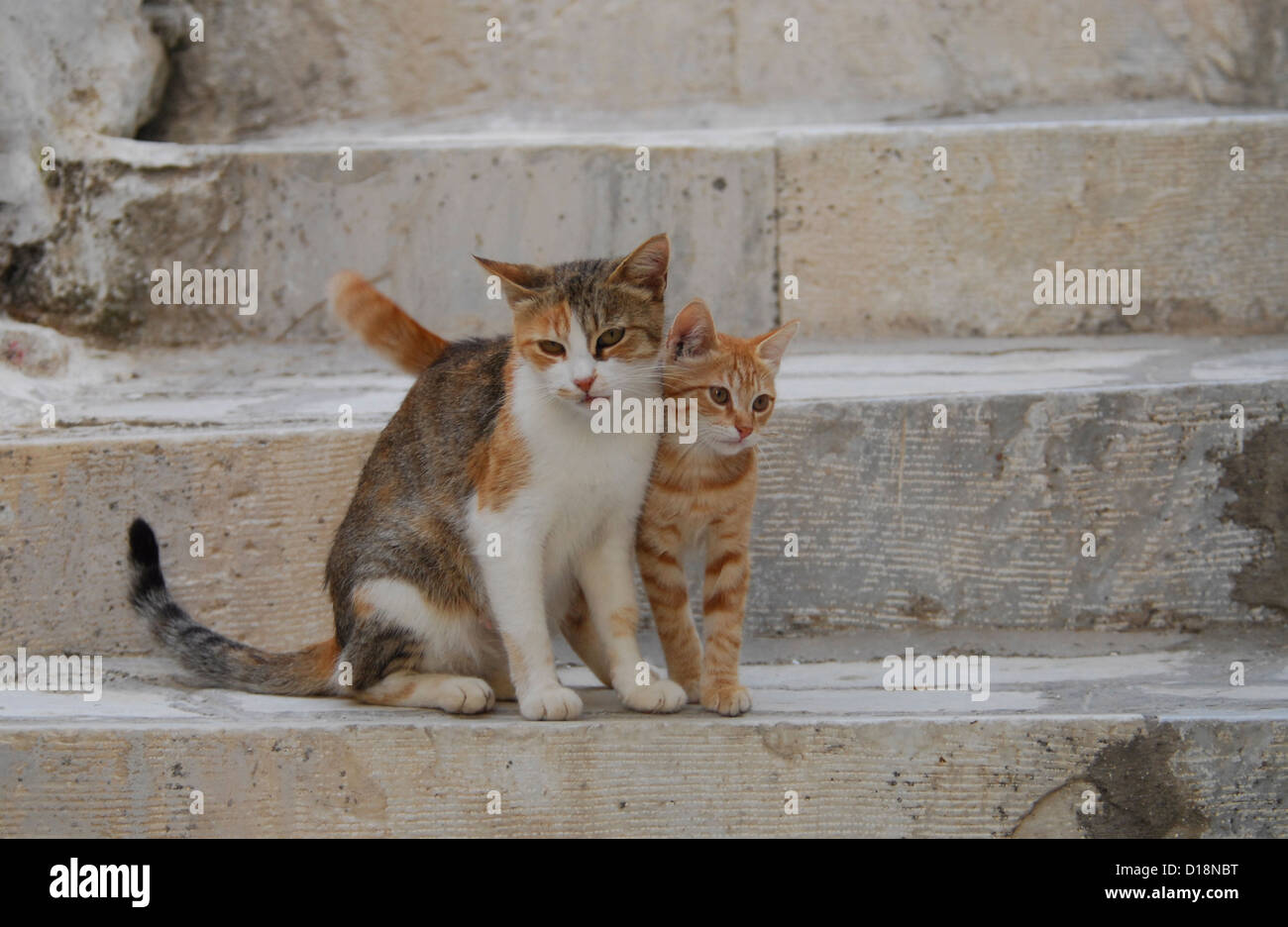 Kätzchen und Mutter, streicheln einander, nebeneinander ein ein Schritt, Kykladen, Griechenland, Non-Stammbaum Kurzhaar, Felis Silvestris forma Stockfoto