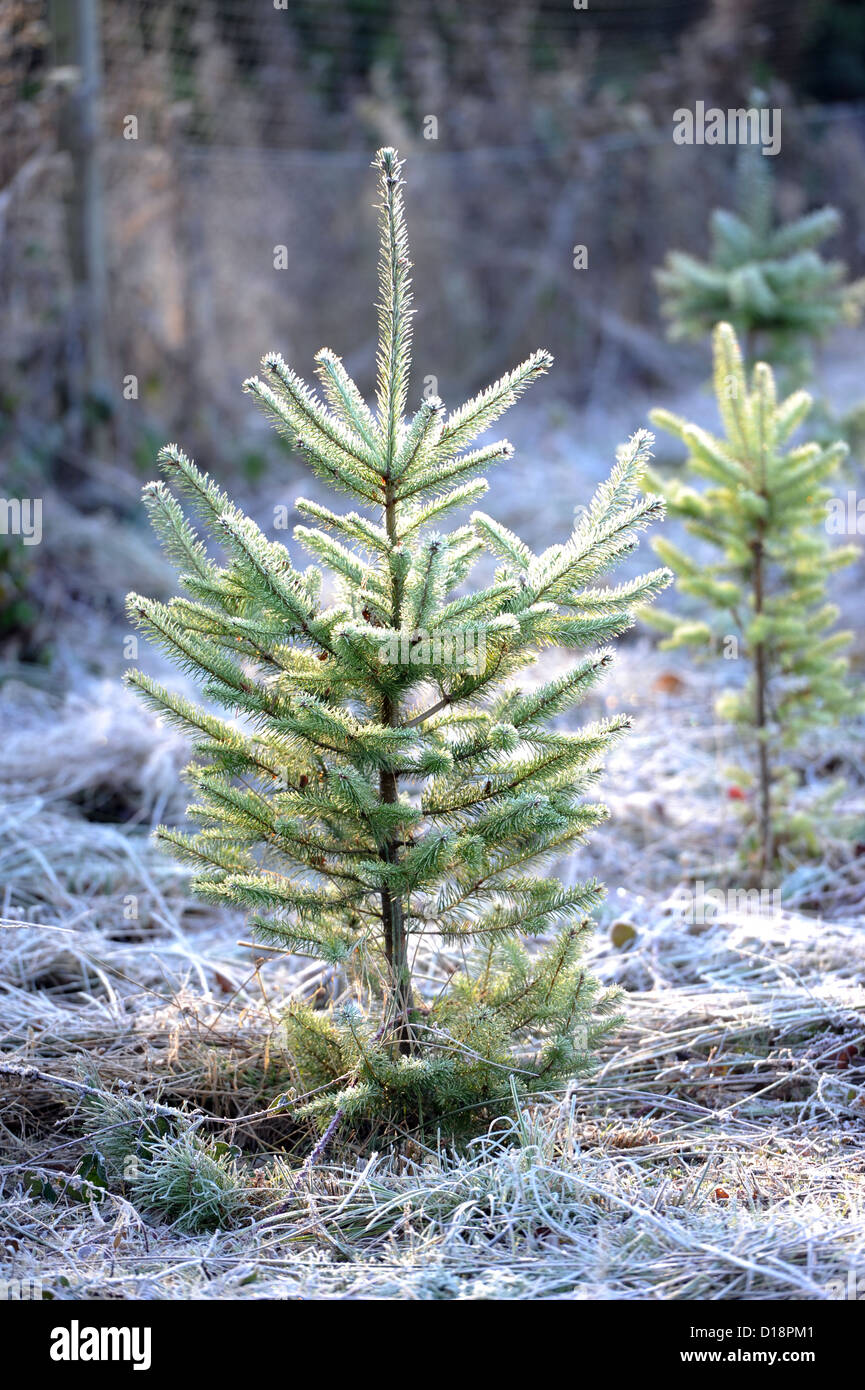 Weihnachten Weihnachtsbäume Stockfoto