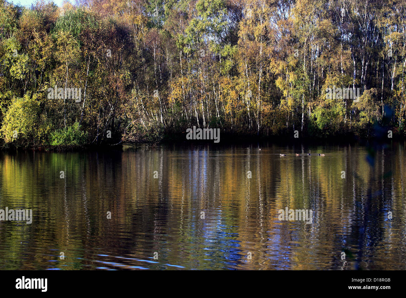 Birken mit herbstlichen Farben (Betula Pendel) Silber Stockfoto