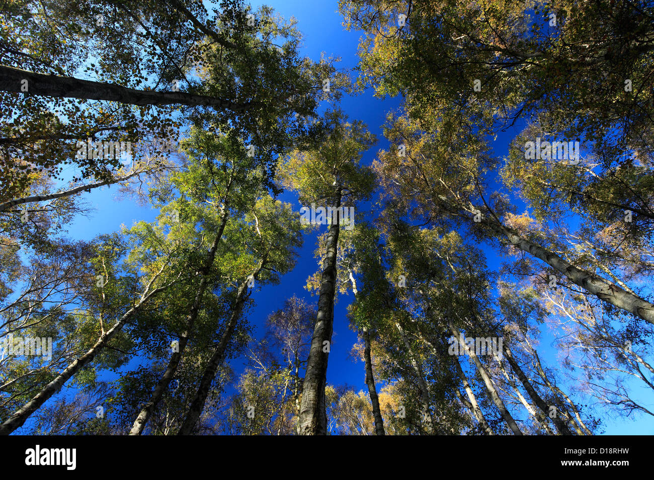 Birken mit herbstlichen Farben (Betula Pendel) Silber Stockfoto