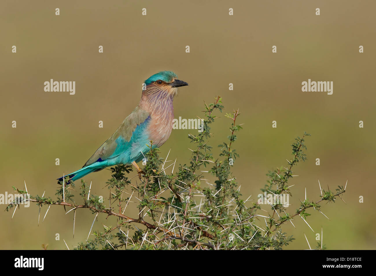 Indian Roller (Coracias Feige) thront am Dornbusch Stockfoto