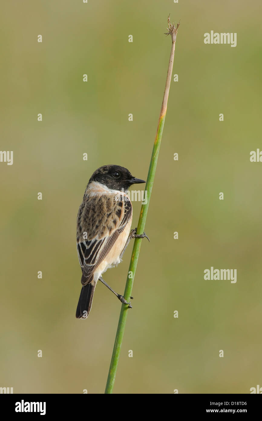 Sibirische Schwarzkehlchen oder asiatischen Schwarzkehlchen (Saxicola Maurus) Stockfoto