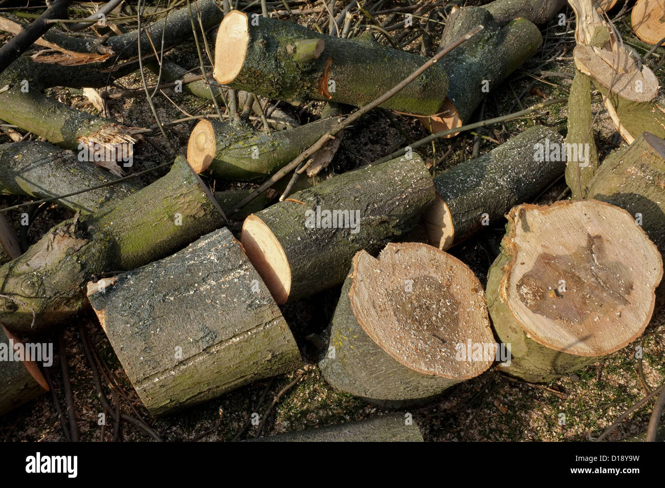 Protokolle von einem frisch geschnittenen Baum. Stockfoto