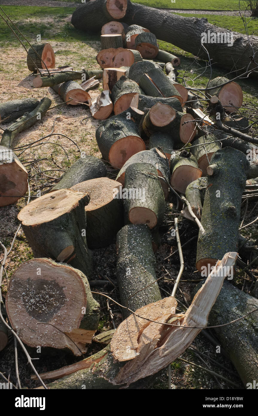 Protokolle von einem frisch geschnittenen Baum. Stockfoto