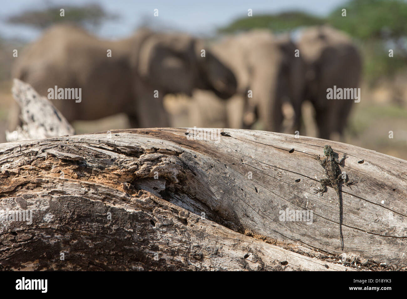Kenianische Rock Agama, weiblich (Agama Lionotus), Amboseli Ökosystem, Kenia, Oktober 2012 Stockfoto