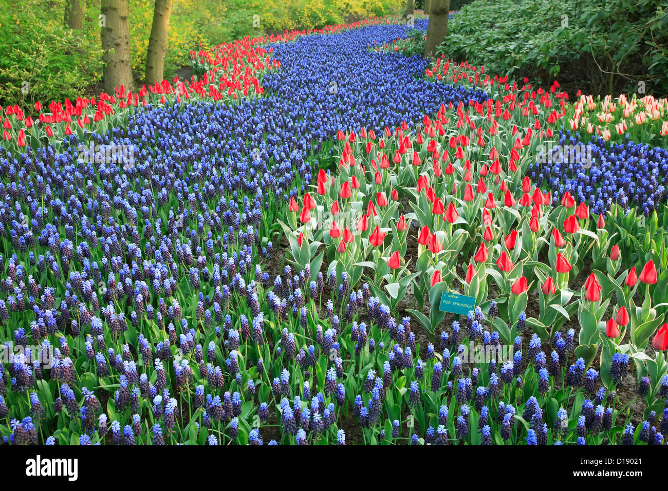 Keukenhof Gärten in der Nähe von Lisse, Niederlande Stockfoto