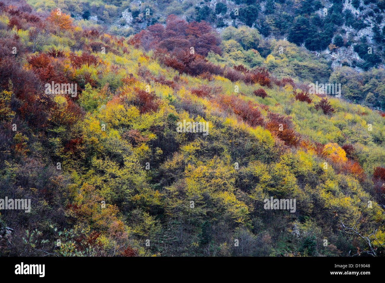 Italien Sibillini Berge Nationalpark Gola dell'Infernaccio Buchenwald Stockfoto