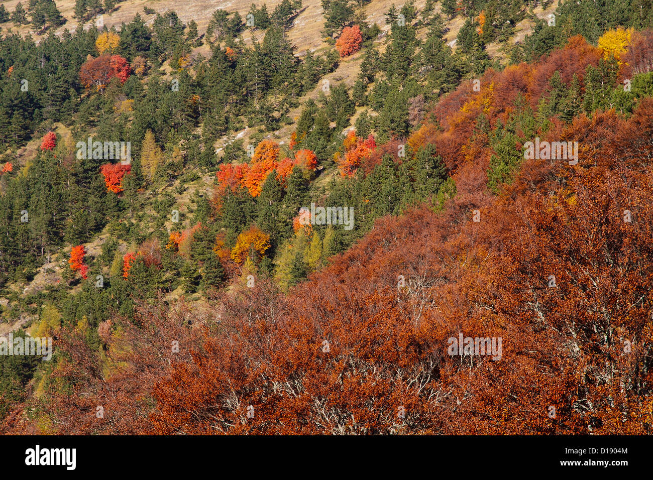 Italien-Sibillini-Mountains-Nationalpark Bäume im Herbst Stockfoto