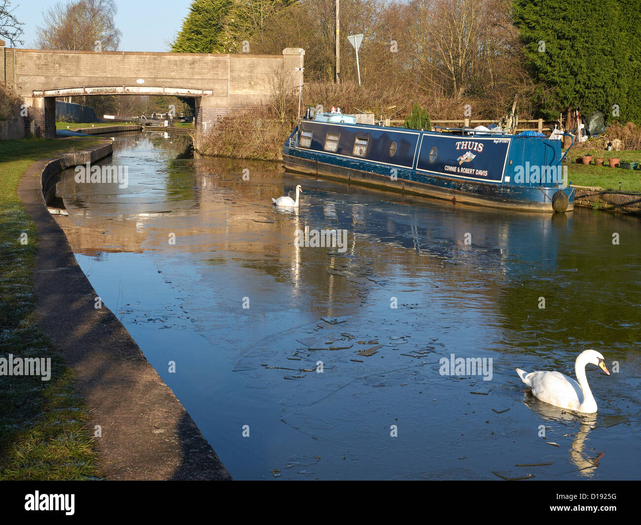 Schwäne mit schmalen Boot im Winter auf dem Trent und Mersey Kanal in der Nähe von Sandbach UK Stockfoto